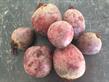 aardappels