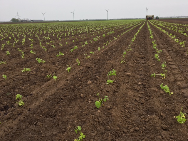 knolselderij planten