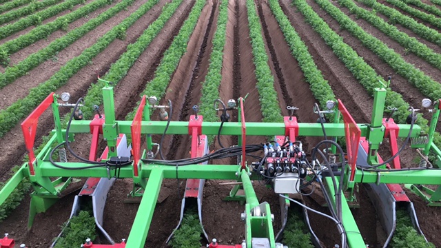 wortels schoffelen